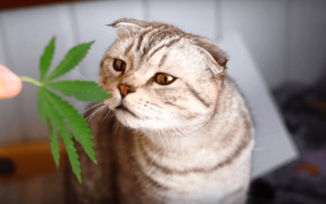 The Ultimate Guide To CBD Oil For Cats