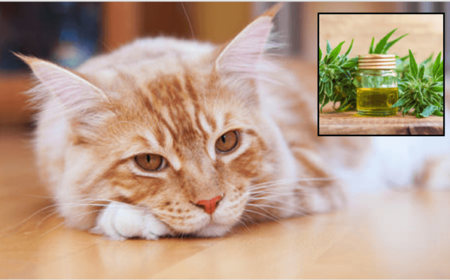 CBD For Your Cat’s Joint Pain: How This Hemp Based Supplement Can Help