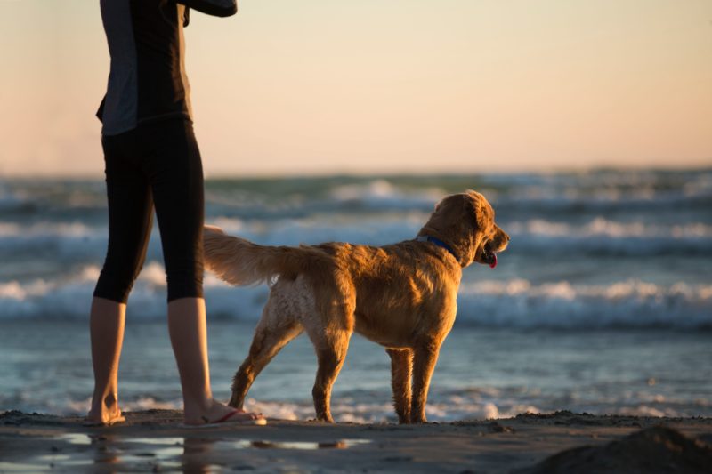 cbd for golden retriever pain