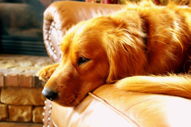 cbd for golden retriever joints