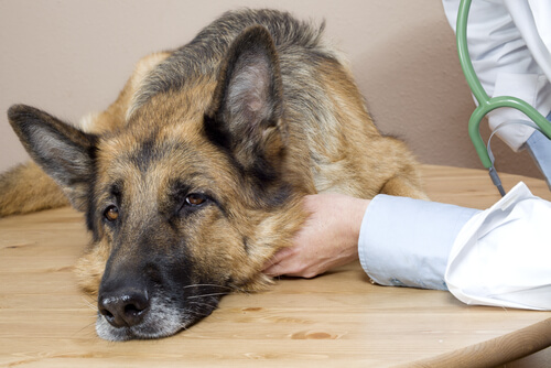 sick dog natural anti-inflammatory