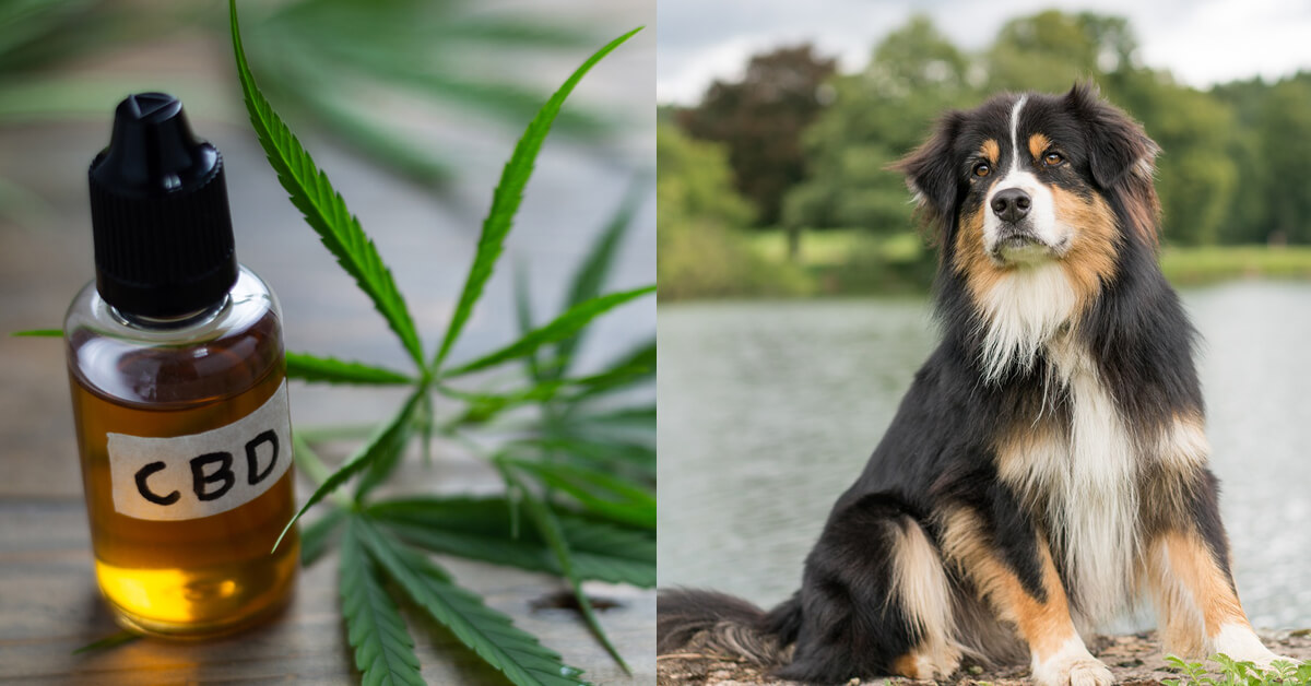 CBD Oil for Australian Shepherds: How CBD from Hemp Can Help Your Australian Shepherd’s Joint Pain & More