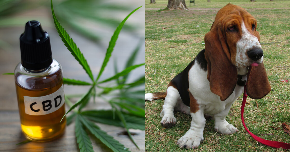 CBD Oil for Basset Hounds: How CBD from Hemp Can Help Your Basset Hound’s Joint Pain & More