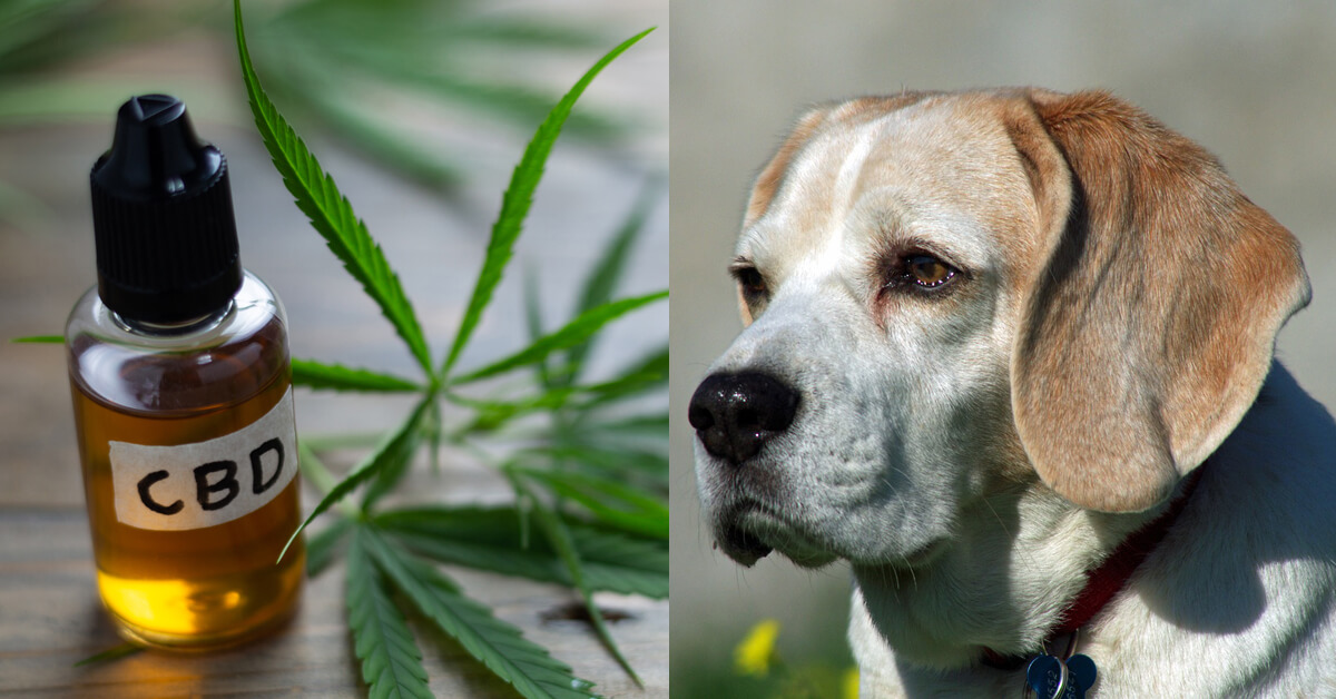 CBD Oil for Beagles: How CBD from Hemp Can Help Your Beagle’s Joint Pain & More