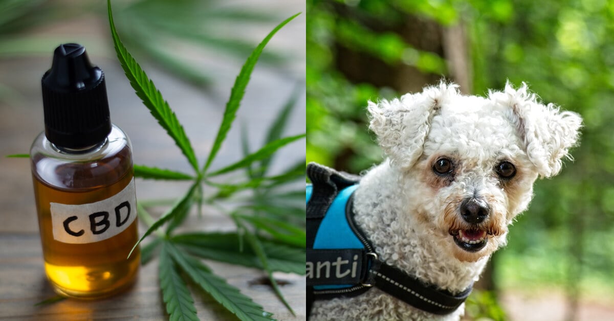 CBD Oil for Bichon Frises: How CBD from Hemp Can Help Your Bichon Frise’s Joint Pain & More