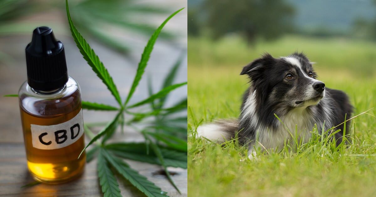 CBD Oil for Border Collie: How CBD from Hemp Can Help Your Border Collie’s Joint Pain & More
