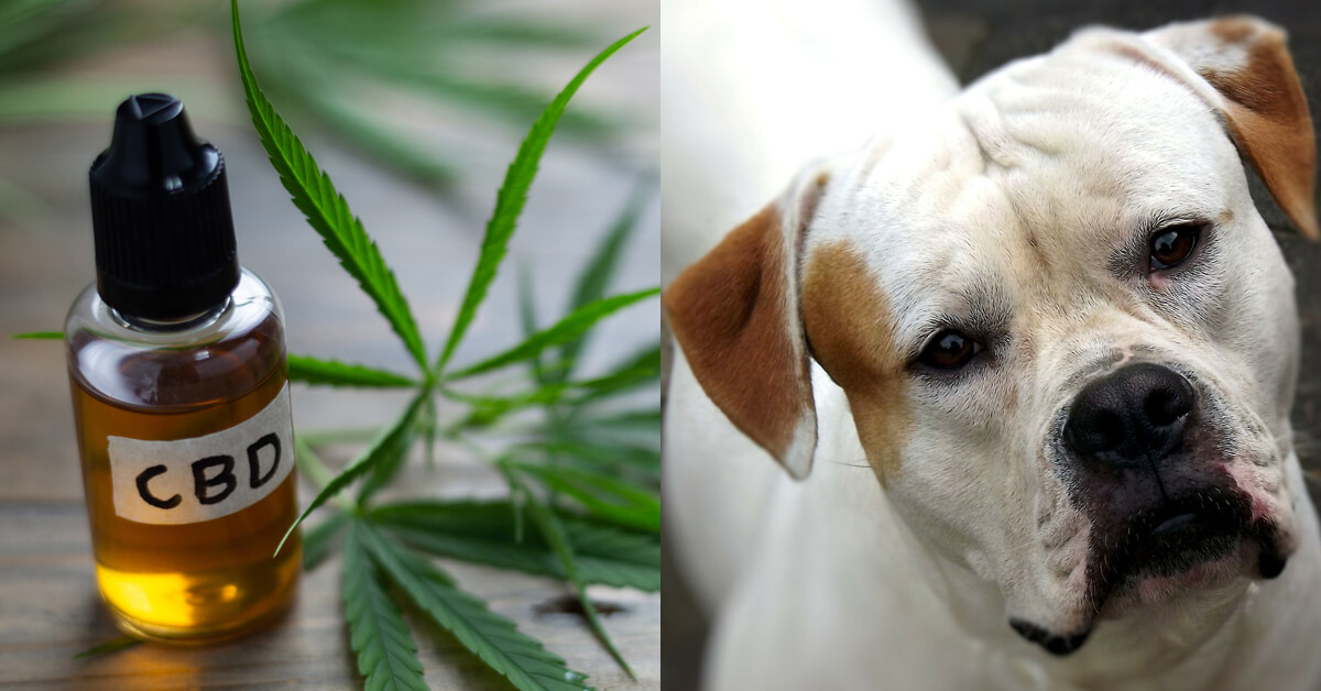 CBD Oil for Bulldogs: How CBD from Hemp Can Help Your Bulldog’s Joint Pain & More