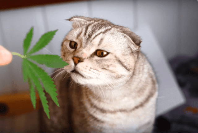 Grey cat investigating a hemp leaf