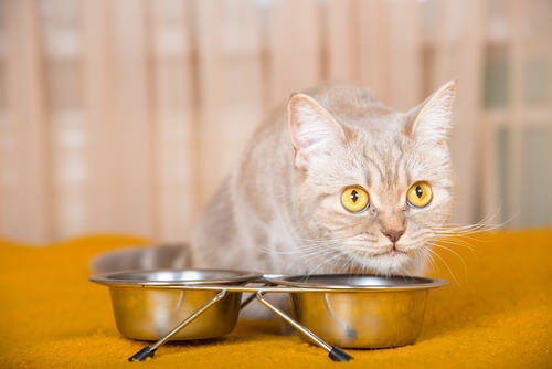 CBD oil improves a cat's appetite