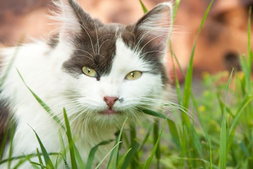 A white and grey longhaired cat perched in the grass