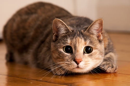 A stressed and frightened grey tabby cat needs CBD oil for anxiety