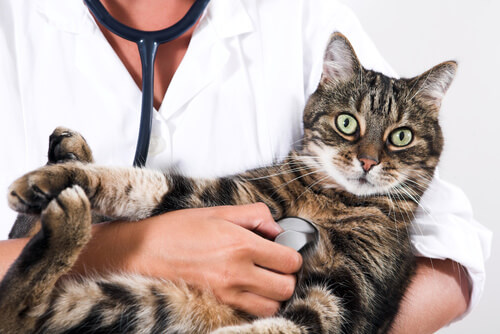 A veterinarian in a white lab coat listens to to the heart and lungs of a grey tabby cat with asthma