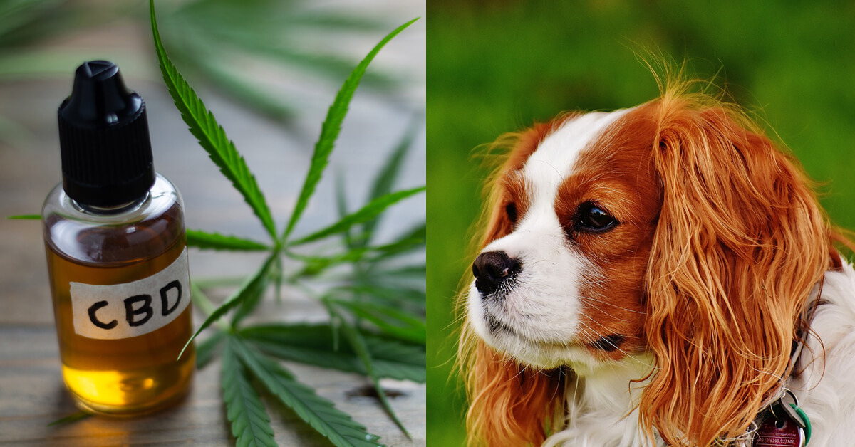 CBD Oil for Cavalier: How CBD from Hemp Can Help Your Cavalier’s Joint Pain & More