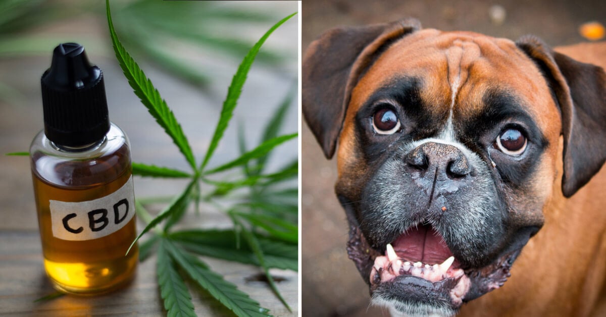 CBD Oil for Boxers: How CBD from Hemp Can Help Your Boxer’s Joint Pain & More