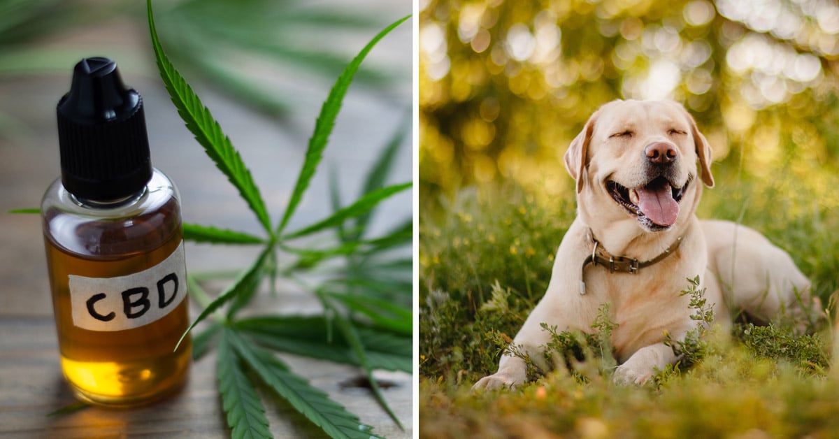 CBD Oil for Labradors: How CBD from Hemp Can Help Your Lab’s Joint Pain & More
