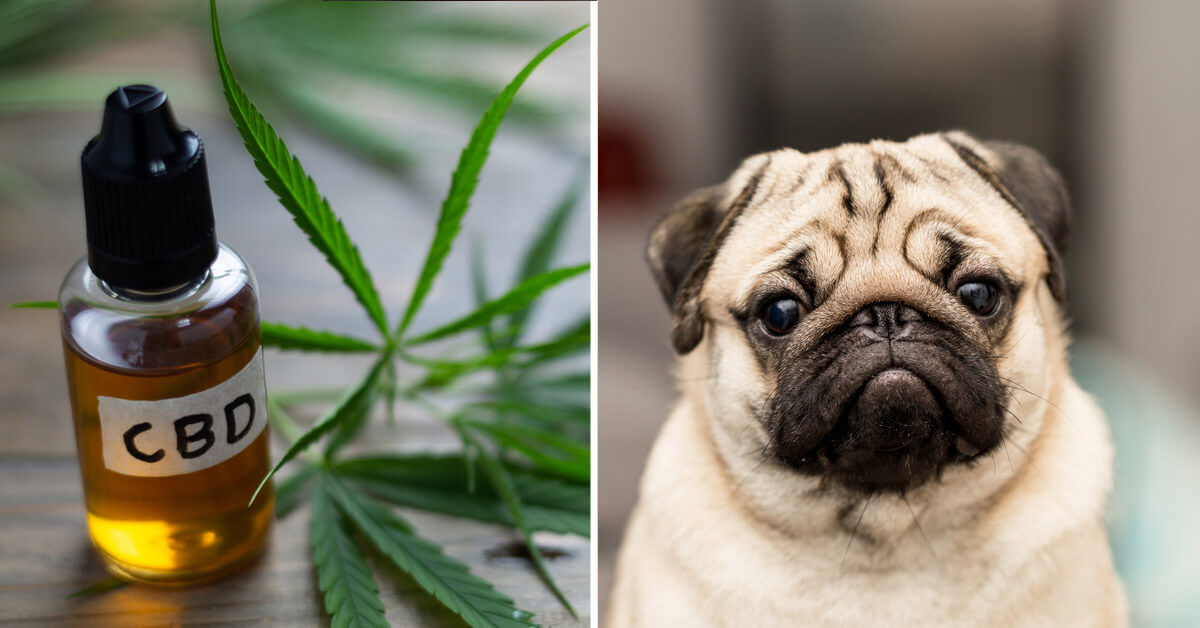 CBD Oil for Pugs: How CBD from Hemp Can Help Your Pug’s Joint Pain & More