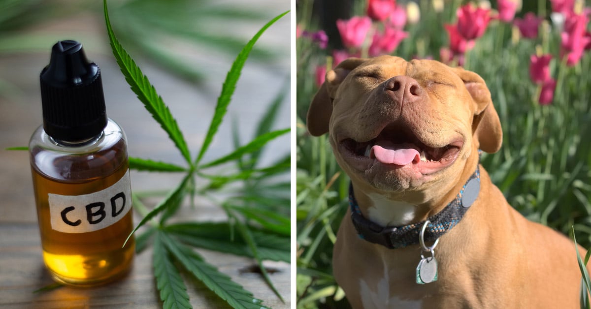 CBD For Pit Bulls