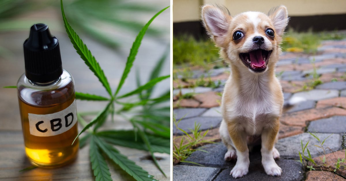 CBD Oil for Chihuahuas: How CBD from Hemp Can Help Your Chihuahua’s Joint Pain & More