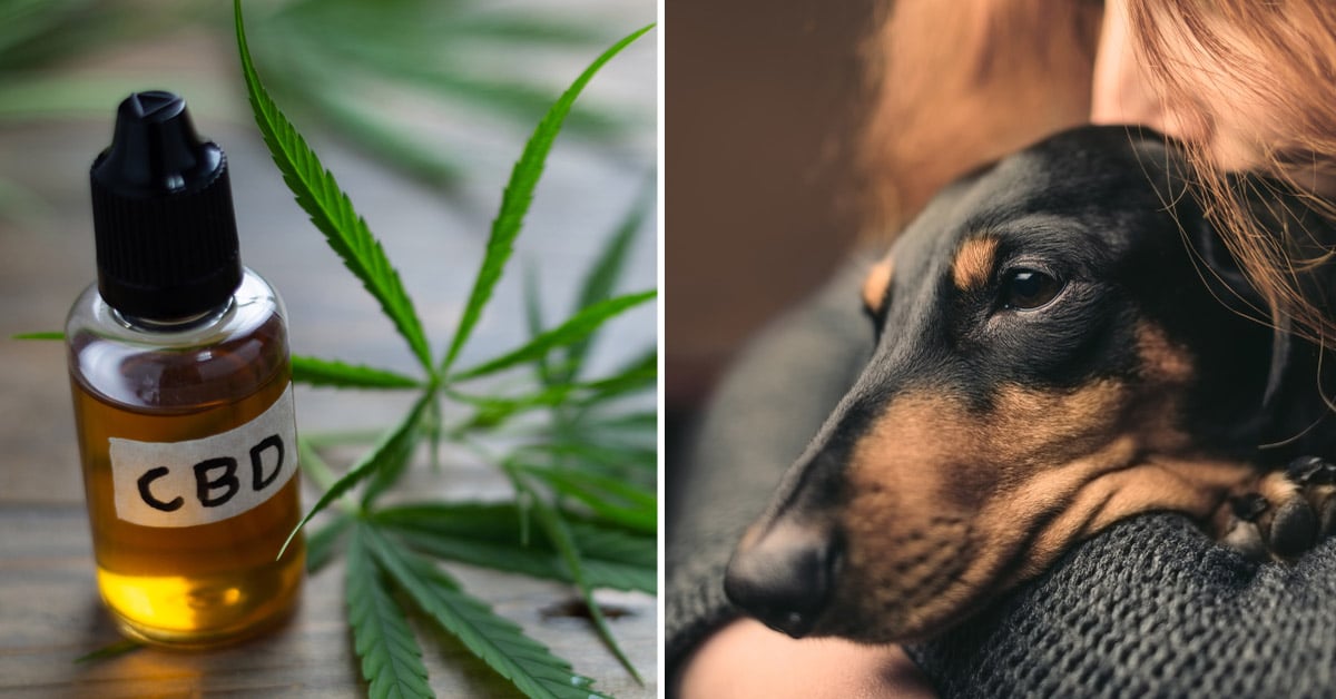 CBD Oil for Dachshunds: How CBD from Hemp Can Help Your Doxie’s Joint Pain & More