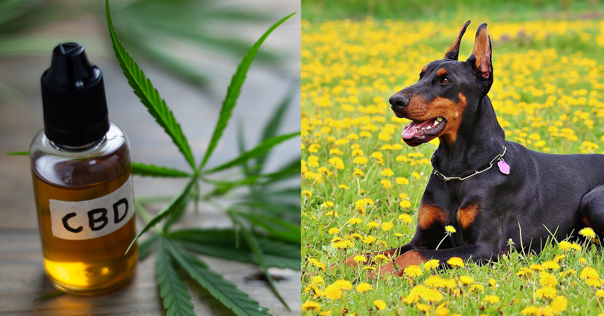CBD Oil for Doberman: How CBD from Hemp Can Help Your Doberman’s Joint Pain & More