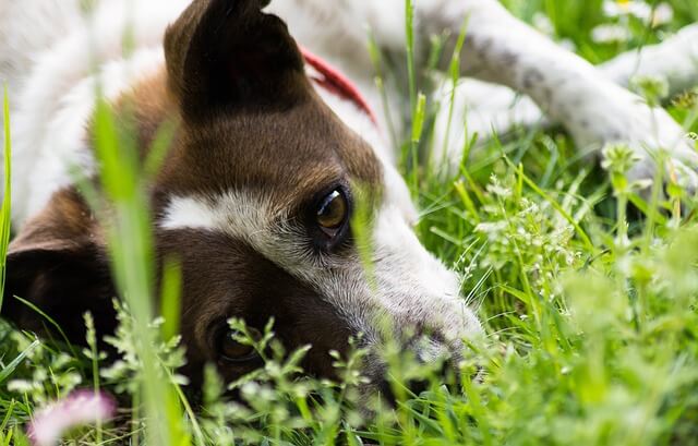 natural pain reliever for dogs