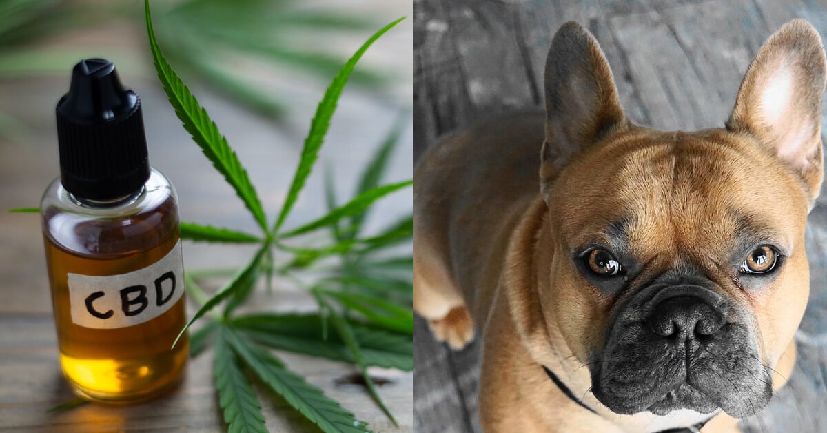 CBD Oil for French Bulldogs: How CBD from Hemp Can Help Your French Bulldog’s Joint Pain & More