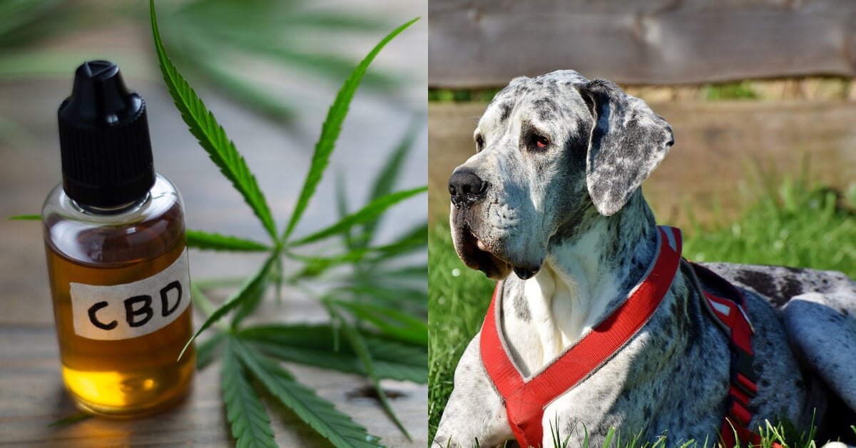 CBD Oil for Great Danes: How CBD from Hemp Can Help Your Great Dane’s Joint Pain & More