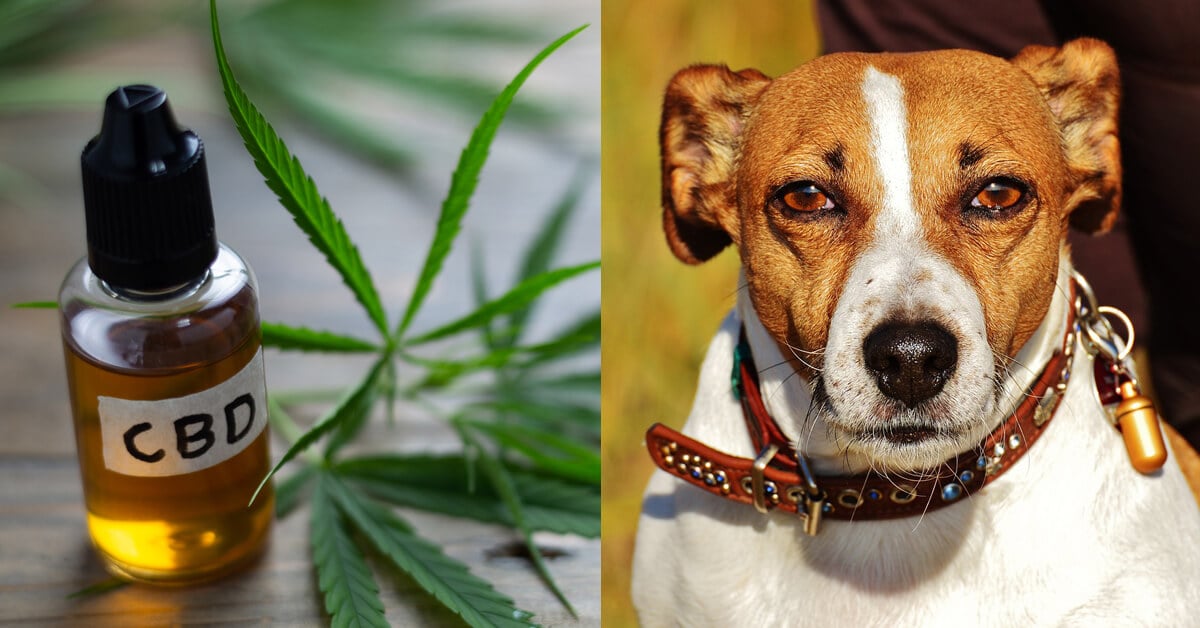 CBD Oil for Jack Russells: How CBD from Hemp Can Help Your Jack Russell Terrier’s Joint Pain More