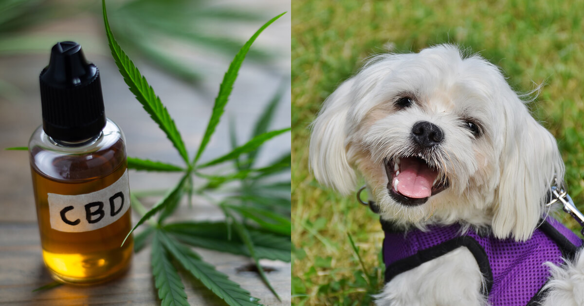 CBD Oil for Maltese: How CBD from Hemp Can Help Your Maltese’s Joint Pain & More