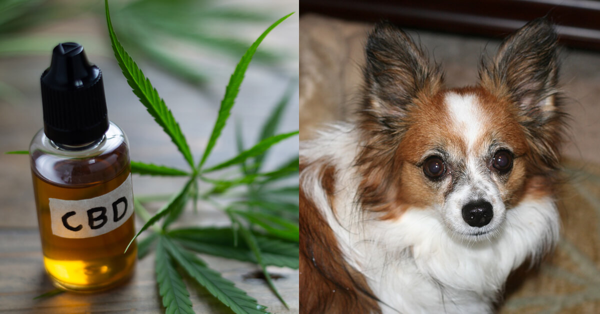 CBD Oil for Papillons: How CBD from Hemp Can Help Your Papillon’s Joint Pain & More