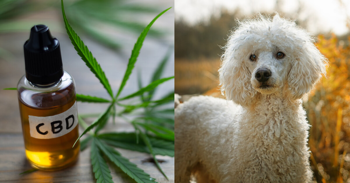 CBD Oil for Poodles: How CBD from Hemp Can Help Your Poodle’s Joint Pain & More