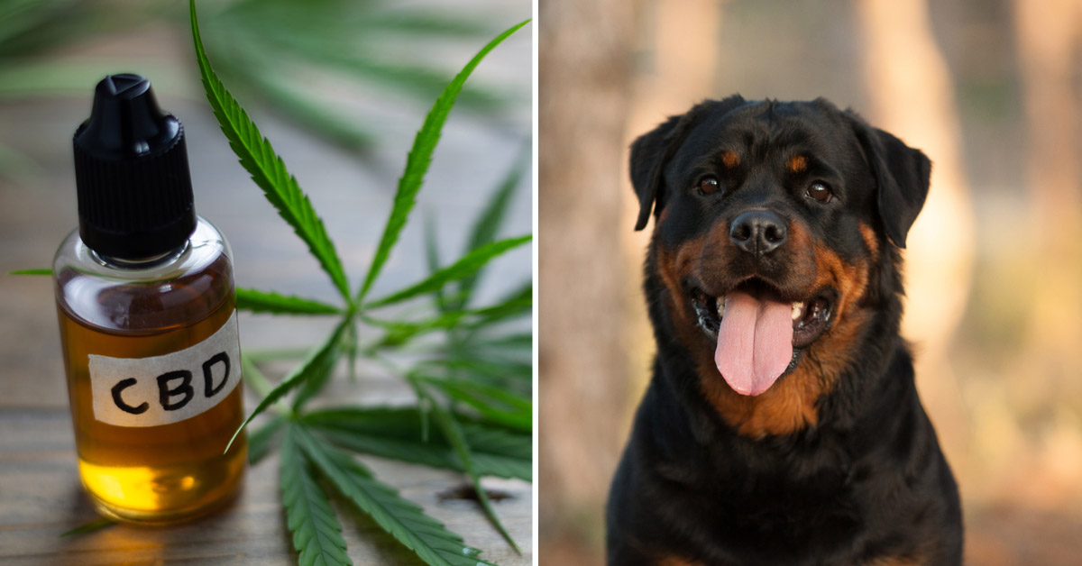 CBD Oil for Rottweilers: How CBD from Hemp Can Help Your Rottie’s Joint Pain & More