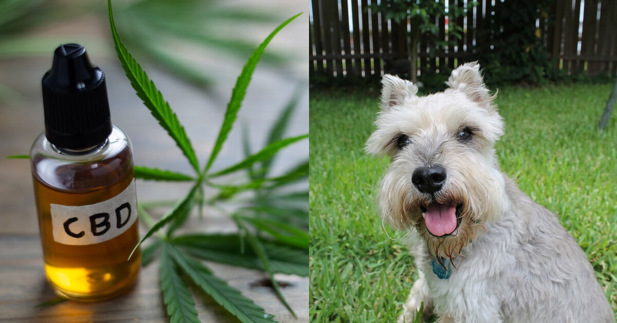 CBD Oil for Schnauzers: How CBD from Hemp Can Help Your Schnauzer’s Joint Pain & More