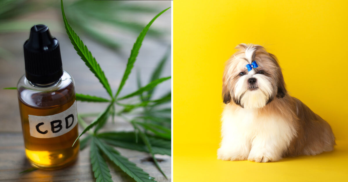 CBD Oil for Shih Tzus: How CBD from Hemp Can Help Your Shih Tzu’s Joint Pain & More