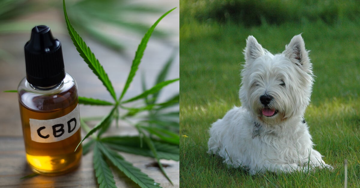 CBD Oil for Westies: How CBD from Hemp Can Help Your Westie’s Joint Pain & More