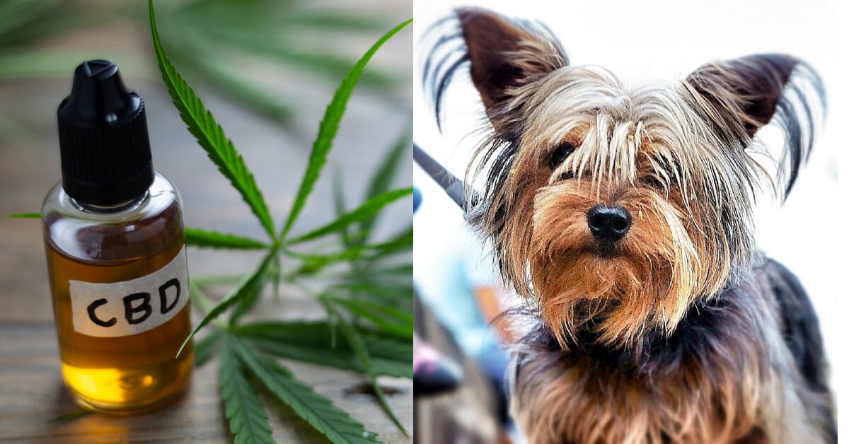 CBD Oil for Yorkshire Terriers: How CBD from Hemp Can Help Your Yorkie’s Joint Pain, Anxiety & More