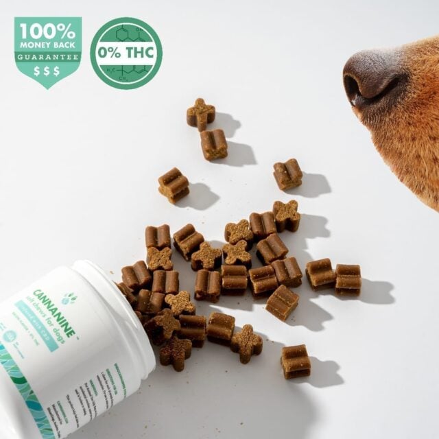 A brown dog snout sniffs at CBD dog treats