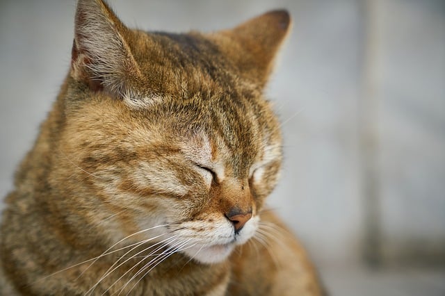 joint pain in cats