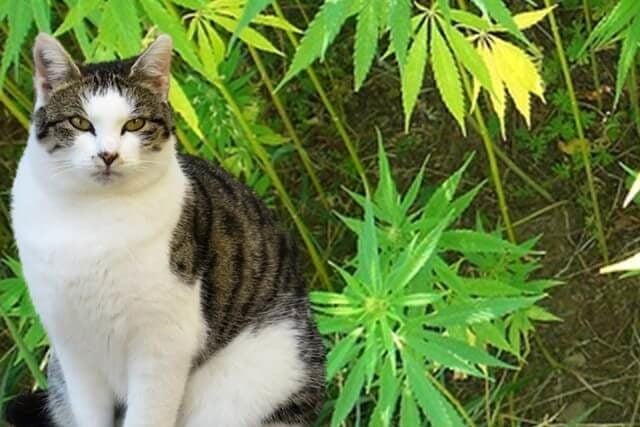 cat and hemp based supplement