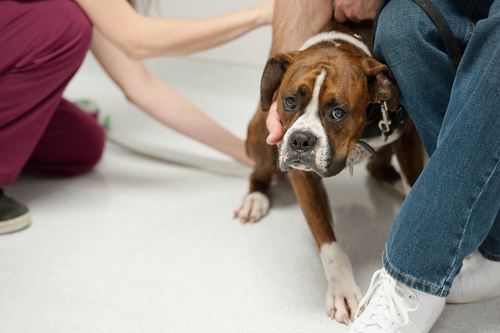 fear related dog anxiety