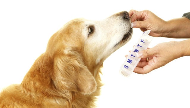 dog-stress-medication-pros-cons-the-best-ways-to-help-your-dog