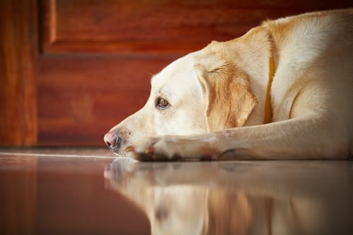 anxiety medication for dogs