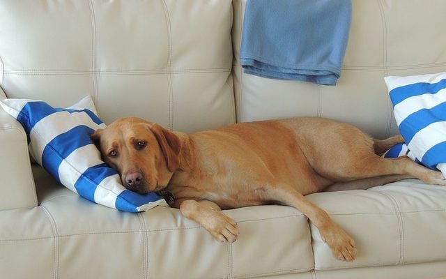 Separation Stres in Dogs: How to Calm Your Dog When You’re Not Home