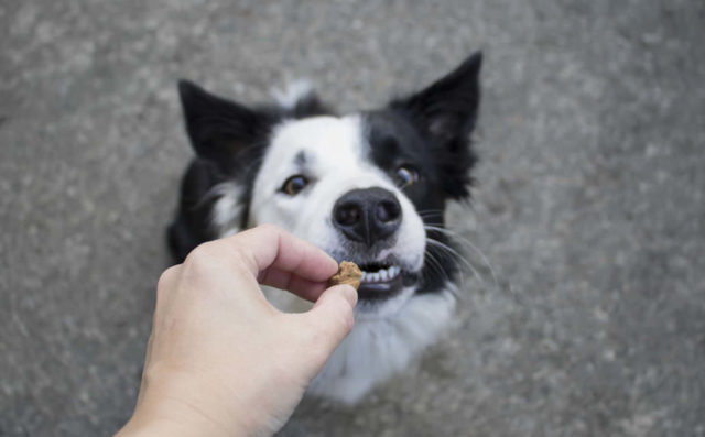 CBD Treats For Dogs: Things To Consider Before Buying