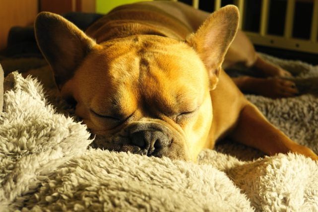 Sleeping dog on bed mat