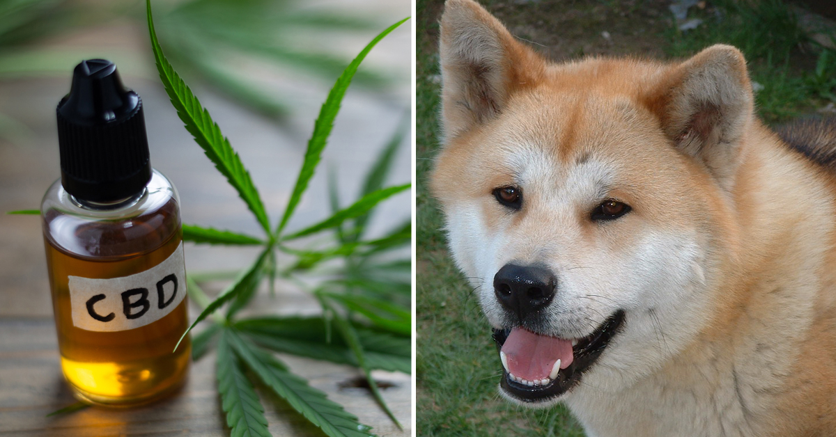 CBD Oil for Akita: How CBD from Hemp Can Help Your Akita’s Joint Pain & More
