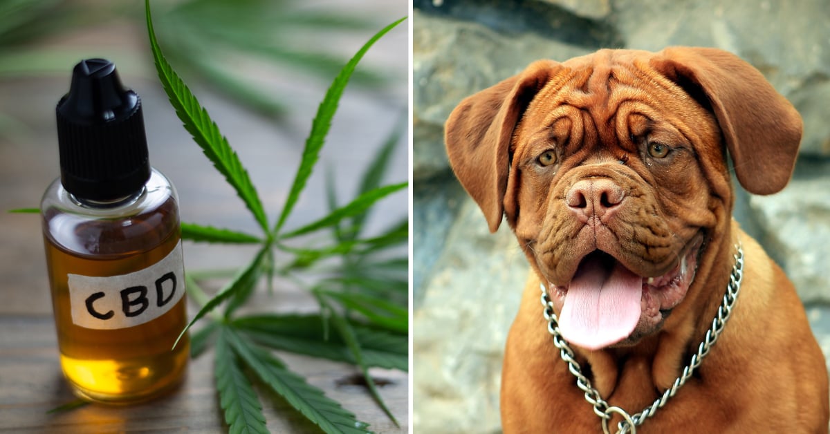 CBD Oil for Mastiff: How CBD from Hemp Can Help Your Mastiff’s Joint Pain & More