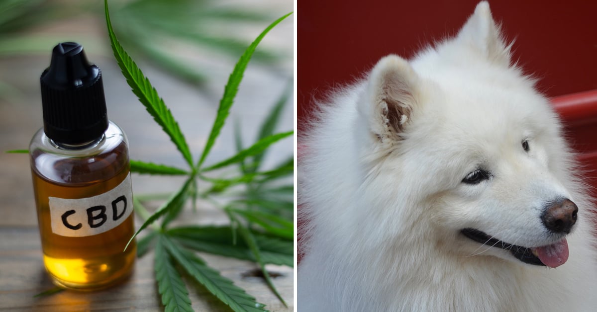 CBD Oil for Samoyed: How CBD from Hemp Can Help Your Samoyed’s Joint Pain & More