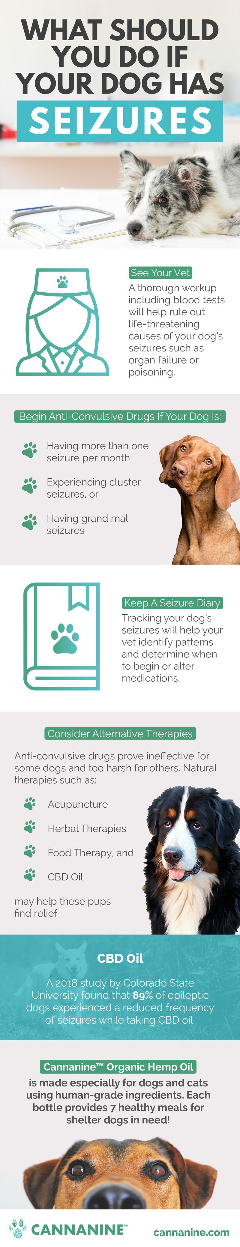 Dog Seizures Why Cbd Oil Might Be Your Pup S Best Friend