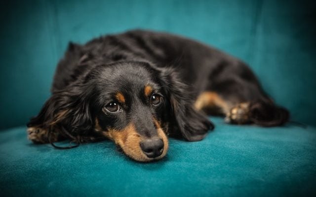How Long Does CBD Stay In A Dog’s System?